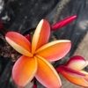 succulentline